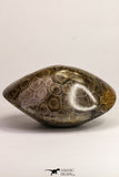09118 - Devonian 3.59 Inch Polished Fossil Rugose Coral Hexagonaria sp