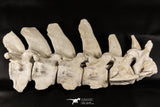 06217 - Museum Grade 22.8 Inch Dyrosaurus phosphaticus 6 Vertebrae Bones Association