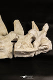06217 - Museum Grade 22.8 Inch Dyrosaurus phosphaticus 6 Vertebrae Bones Association