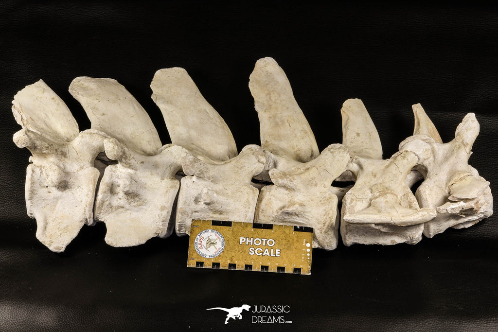 06217 - Museum Grade 22.8 Inch Dyrosaurus phosphaticus 6 Vertebrae Bones Association