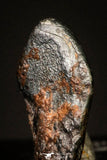 20953 - Taza (NWA 859) Iron Ungrouped Plessitic Octahedrite Meteorite 0.8g ORIENTED