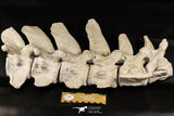 06217 - Museum Grade 22.8 Inch Dyrosaurus phosphaticus 6 Vertebrae Bones Association