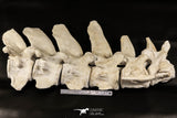 06217 - Museum Grade 22.8 Inch Dyrosaurus phosphaticus 6 Vertebrae Bones Association