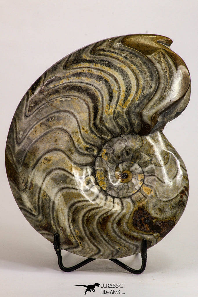 09120 - Great Huge 6.22 Inch Polished Goniatites Devonian Cephalopod