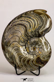 09120 - Great Huge 6.22 Inch Polished Goniatites Devonian Cephalopod