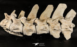 06217 - Museum Grade 22.8 Inch Dyrosaurus phosphaticus 6 Vertebrae Bones Association