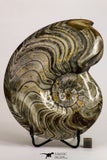 09120 - Great Huge 6.22 Inch Polished Goniatites Devonian Cephalopod