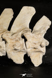 06217 - Museum Grade 22.8 Inch Dyrosaurus phosphaticus 6 Vertebrae Bones Association