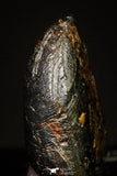 20954 - Taza (NWA 859) Iron Ungrouped Plessitic Octahedrite Meteorite 0.8g ORIENTED