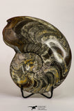 09120 - Great Huge 6.22 Inch Polished Goniatites Devonian Cephalopod