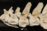 06217 - Museum Grade 22.8 Inch Dyrosaurus phosphaticus 6 Vertebrae Bones Association