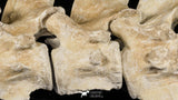 06217 - Museum Grade 22.8 Inch Dyrosaurus phosphaticus 6 Vertebrae Bones Association