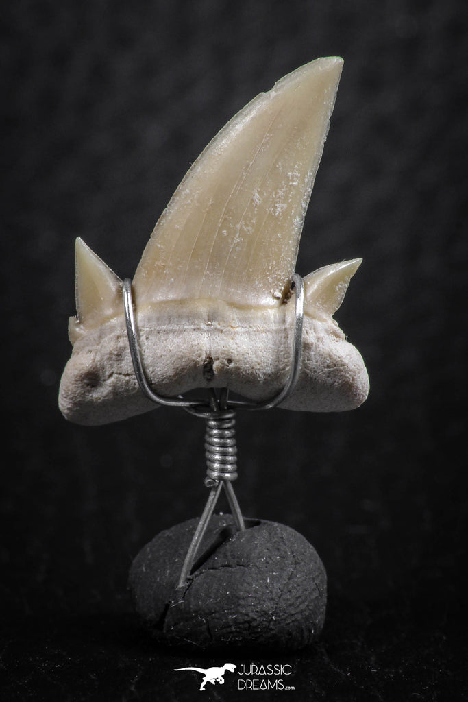 06375 - Small Wire Wrapped 0.92 Inch Cretolamna aschersoni (mackerel shark) Tooth Pendant