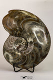 09121 - Great Huge 7.09 Inch Polished Goniatites Devonian Cephalopod