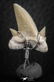 06375 - Small Wire Wrapped 0.92 Inch Cretolamna aschersoni (mackerel shark) Tooth Pendant