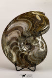 09121 - Great Huge 7.09 Inch Polished Goniatites Devonian Cephalopod
