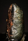 20954 - Taza (NWA 859) Iron Ungrouped Plessitic Octahedrite Meteorite 0.8g ORIENTED