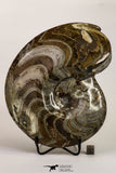 09121 - Great Huge 7.09 Inch Polished Goniatites Devonian Cephalopod