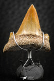 06376 - Small Wire Wrapped 0.81 Inch Cretolamna aschersoni (mackerel shark) Tooth Pendant