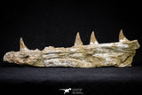 20955 - Great 9.61 Inch Platecarpus ptychodon (Mosasaur) Partial Right Hemi-Jaw Cretaceous