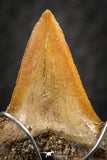 06376 - Small Wire Wrapped 0.81 Inch Cretolamna aschersoni (mackerel shark) Tooth Pendant