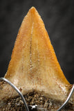 06376 - Small Wire Wrapped 0.81 Inch Cretolamna aschersoni (mackerel shark) Tooth Pendant