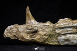 20955 - Great 9.61 Inch Platecarpus ptychodon (Mosasaur) Partial Right Hemi-Jaw Cretaceous