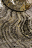 09122 - Great Huge 7.32 Inch Polished Goniatites Devonian Cephalopod