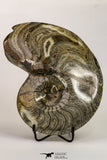 09122 - Great Huge 7.32 Inch Polished Goniatites Devonian Cephalopod
