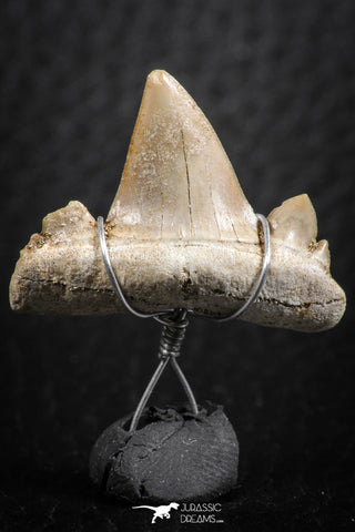 06377 - Small Wire Wrapped 0.80 Inch Cretolamna aschersoni (mackerel shark) Tooth Pendant