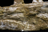20955 - Great 9.61 Inch Platecarpus ptychodon (Mosasaur) Partial Right Hemi-Jaw Cretaceous