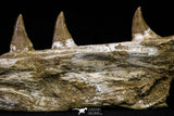 20955 - Great 9.61 Inch Platecarpus ptychodon (Mosasaur) Partial Right Hemi-Jaw Cretaceous