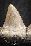 06377 - Small Wire Wrapped 0.80 Inch Cretolamna aschersoni (mackerel shark) Tooth Pendant