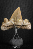 06377 - Small Wire Wrapped 0.80 Inch Cretolamna aschersoni (mackerel shark) Tooth Pendant