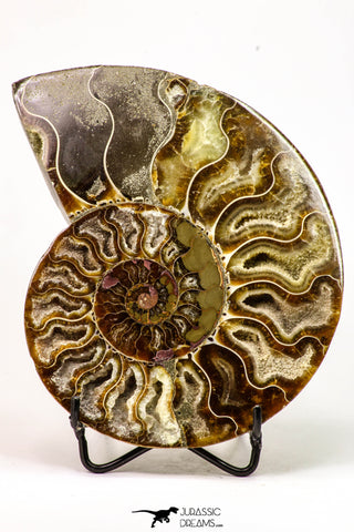 09123 - Cut & Polished 5.41 Inch Cleoniceras sp Lower Cretaceous Ammonite Madagascar - Agatized