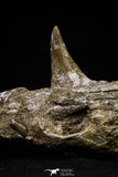 20955 - Great 9.61 Inch Platecarpus ptychodon (Mosasaur) Partial Right Hemi-Jaw Cretaceous
