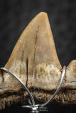 06377 - Small Wire Wrapped 0.80 Inch Cretolamna aschersoni (mackerel shark) Tooth Pendant