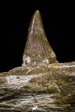 20955 - Great 9.61 Inch Platecarpus ptychodon (Mosasaur) Partial Right Hemi-Jaw Cretaceous