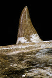 20955 - Great 9.61 Inch Platecarpus ptychodon (Mosasaur) Partial Right Hemi-Jaw Cretaceous