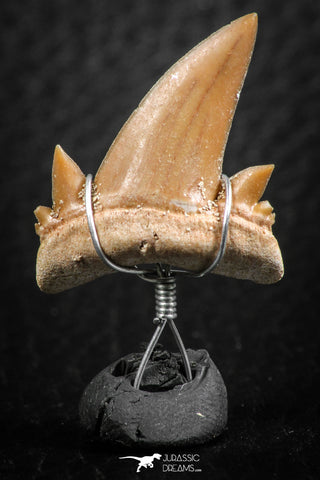 06378 - Small Wire Wrapped 0.86 Inch Cretolamna aschersoni (mackerel shark) Tooth Pendant