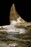 20955 - Great 9.61 Inch Platecarpus ptychodon (Mosasaur) Partial Right Hemi-Jaw Cretaceous