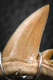 06378 - Small Wire Wrapped 0.86 Inch Cretolamna aschersoni (mackerel shark) Tooth Pendant