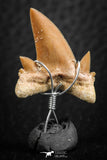 06378 - Small Wire Wrapped 0.86 Inch Cretolamna aschersoni (mackerel shark) Tooth Pendant