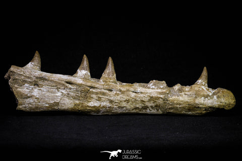 20955 - Great 9.61 Inch Platecarpus ptychodon (Mosasaur) Partial Right Hemi-Jaw Cretaceous