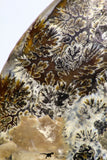 09123 - Cut & Polished 5.41 Inch Cleoniceras sp Lower Cretaceous Ammonite Madagascar - Agatized