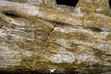 20955 - Great 9.61 Inch Platecarpus ptychodon (Mosasaur) Partial Right Hemi-Jaw Cretaceous