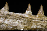 20955 - Great 9.61 Inch Platecarpus ptychodon (Mosasaur) Partial Right Hemi-Jaw Cretaceous