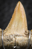06379 - Small Wire Wrapped 0.87 Inch Cretolamna aschersoni (mackerel shark) Tooth Pendant