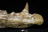 20955 - Great 9.61 Inch Platecarpus ptychodon (Mosasaur) Partial Right Hemi-Jaw Cretaceous