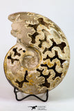 09124 - Beautiful 6.11 inch Shloenbacchia Polished Cretaceous Ammonite Fossil - Khenifra, Morocco